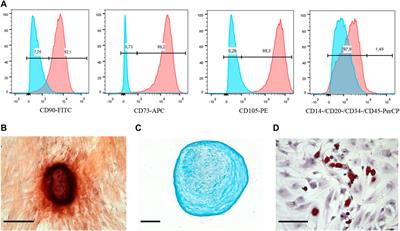 Internalization of transferrin-tagged Myxococcus xanthus encapsulins into mesenchymal stem cells